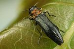 agrilus-pratensis2-foto-koehler