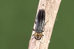agrilus-pratensis2-foto-weidlich