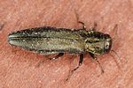 agrilus-sulcicollis-foto-altmann