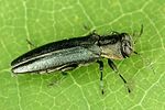 agrilus-sulcicollis-foto-dvorak