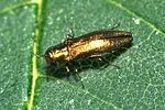 agrilus-viridicaerulans-foto-wernerrose