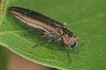 agrilus-viridis2-foto-jas