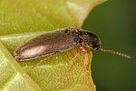 agriotes-acuminatus-foto-altmann