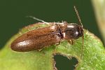 agriotes-acuminatus-foto-weidlich
