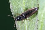 agriotes-acuminatus2-foto-weidlich