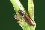 agriotes-acuminatus3-foto-weidlich