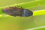 agriotes-lineatus2-foto-fgrose