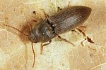 agriotes-obscurus4-foto-altmann