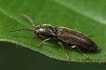 agriotes-pallidulus-foto-faasen