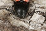 ampedus-rufipennis-detail-foto-benisch