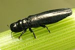 aphanisticus-elongatus2-foto-koehler