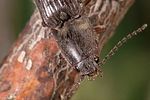 athous-haemorrhoidalis-detail-foto-weidlich