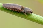 athous-haemorrhoidalis-foto-gebel