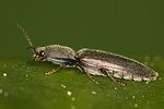 athous-haemorrhoidalis-foto-haraldseide