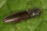 athous-haemorrhoidalis-foto-renke