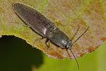 athous-haemorrhoidalis-foto-rindlisbacher