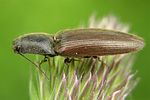 athous-haemorrhoidalis-foto-weisenboehler