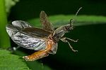 athous-haemorrhoidalis-start3-foto-nagel