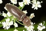 athous-haemorrhoidalis2-foto-altmann