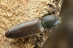 athous-haemorrhoidalis2-foto-faasen