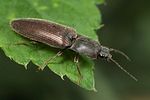 athous-haemorrhoidalis3-foto-faasen