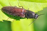 athous-haemorrhoidalis3-foto-fgrose