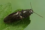 athous-haemorrhoidalis4-foto-koehler