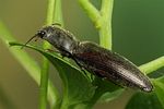athous-haemorrhoidalis5-foto-koehler