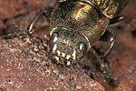 buprestis-haemorrhoidalis-detail-foto-weidlich