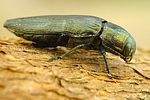 buprestis-haemorrhoidalis-foto-krejcik