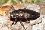 buprestis-haemorrhoidalis-foto-rose