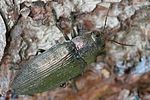buprestis-haemorrhoidalis-foto-vikhrev