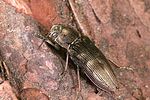 buprestis-haemorrhoidalis-foto-weidlich