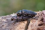 buprestis-haemorrhoidalis-paar-foto-roessler