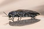 buprestis-haemorrhoidalis2-foto-megroz