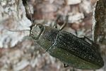 buprestis-haemorrhoidalis2-foto-vikhrev