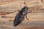buprestis-haemorrhoidalis3-foto-roessler