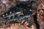 buprestis-novemmaculata-paar-foto-rodenkirchen