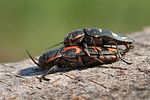 buprestis-novemmaculata-paar-foto-roessler