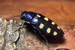 buprestis-octoguttata-foto-koehler
