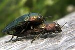 buprestis-rustica-paar-foto-koehler