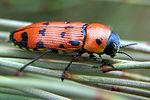 buprestis-sanguinea-foto-martinez