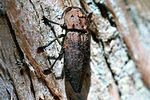 capnodis-tenebricosa-foto-hense