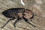 capnodis-tenebricosa-foto-jschmidt