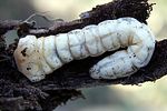 capnodis-tenebricosa-larva-foto-martinez