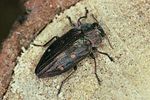 chrysobothris-affinis-foto-bense