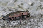 chrysobothris-affinis-foto-fransen