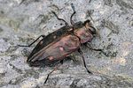 chrysobothris-affinis2-foto-fransen