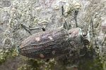 chrysobothris-affinis2-foto-weisenboehler