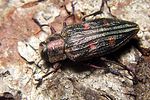 chrysobothris-chrysostigma2-foto-koehler